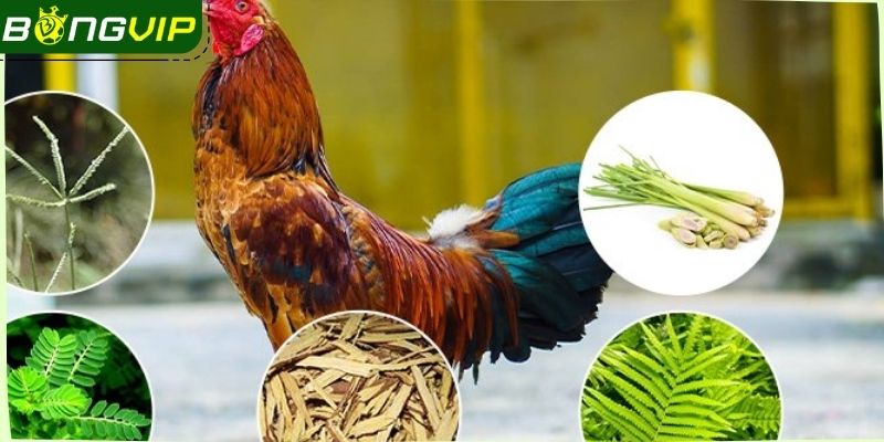 Vai trò của thực phẩm dinh dưỡng dành cho kiến kê